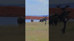 Up-Close Elephant Sightings on Foot in the Wild