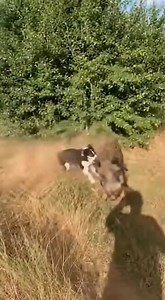 A wild boar is one of the most dangerous animals to encounter on a farm—strong, aggressive, and equipped with razor-sharp tusks. In this intense footage, an angry boar loses its temper and launches a full-speed charge at a vulnerable calf. With the calf cornered, the situation looks dire until the Farmer and his Guardian Dog spring into action. Witness the incredible bravery of a domestic dog facing down a wild beast many times its size. Watch as the farmer provides backup, using every tool at h