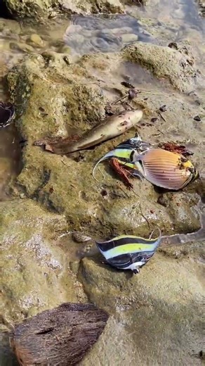 They Found a Strange Sea Creature Under the Rocks! 😱🌊
