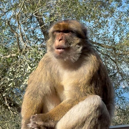 Randy Fifield on Instagram: "Gibraltar and more fun in the sun! The e- bike adventure all the way up the rock was a terrific adventure - another day getting in about 20 miles on the bike and 5 miles walking ! #love #travel #fun #bike #walk #city #adventure @samantha.sinclair.fifield @lexaluthor @kathyopiccone @ari_westward360 @sherryleafox @celebritycruises @sinclairapts @livenextapts @napleslifestylemag @palisadesvillage @pinklily @randyfifield"