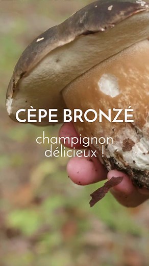 Le cèpe bronzé (Boletus aereus), un champignon délicieux et facile à reconnaître ! | Le Chemin de la Nature