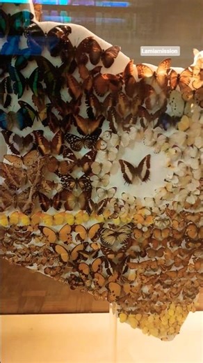 Amazing Butterfly Collection 🦋 please #subscribe#ifyoulike#kenyavibes#jisajili#africa#nairobimusium