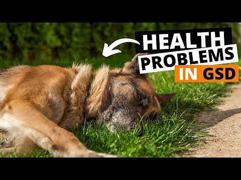 9 Common Health Problems In German Shepherds