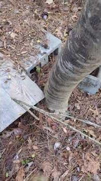 how to contain control and remove English Ivy infestations #homestead