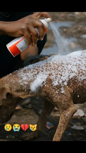 8.8K views · 409 reactions |    Dying dog infested by Parasites was rescued today | Rescue Animals | Facebook