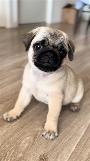 C’est l’amour avec Maman 🥰 #carlin #chien #pug