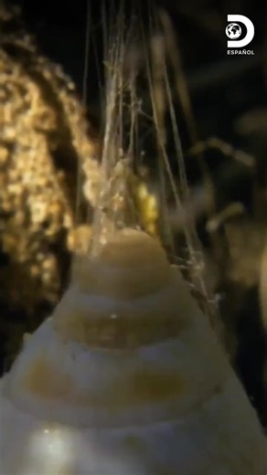 🕷️✨ En Madagascar, las arañas hermitañas usan su seda como cabrestante para proteger a sus crías en caracolas🦪, ¡una verdadera obra de ingeniería natural! Mientras tanto, en Taiwán, una rana verde esmeralda ideó un método ingenioso para que sus crías lleguen seguras al río 🐸💚. ¡La naturaleza nunca deja de sorprendernos! #SupervivenciaSalvaje Disfruta el contenido de Discovery en #HBOMax Suscríbete ahora: https://bit.ly/MAX-DiscoveryEsp | Discovery en Español