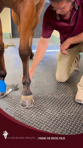 Understanding Your Horse's Digital Pulse with Dr. Baxter Regularly checking your horse's digital pulse is a crucial aspect of their health care. It serves as an early warning system, allowing you to identify signs of inflammation. Detecting an abnormal pulse enables you to take prompt action, potentially preventing conditions from worsening. To find the digital pulse, feel just behind the fetlock. Feel for a soft area and gently place your thumb on one side and your finger on the other to feel t