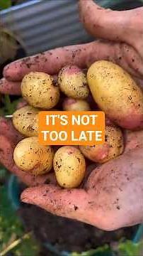 You can STILL grow potatoes! 🥔