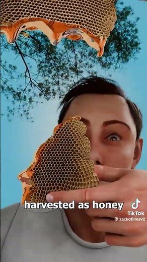 How Bees Make Honey: Nature’s Sweetest Process