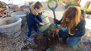 153K views · 7.7K reactions | Canna & Calla Lily Storage + Olive Tree Update! 華㮝 | Garden Answer | Facebook