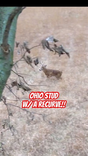 INSANE TRADITIONAL ARCHERY RUT HUNT!!!! #tradbow #recurvebow #november #bowhunting #grit #archery