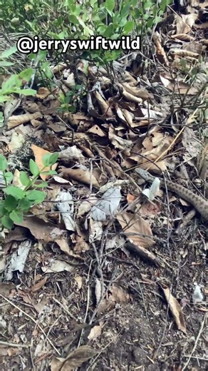 Rencontre avec une vipère. #wildlife #animals #serpent