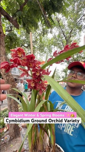 No Hanging Needed! 🌸 Rare Cymbidium Ground Orchid at Badal Nursery!