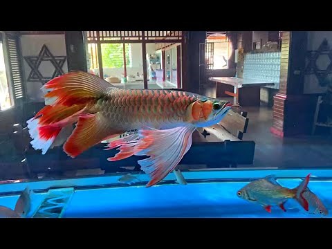 Most Beautiful Arowana With Long Tail | Best Types of Arowana