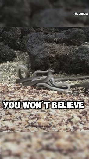 Lizard vs Snakes: The Most Insane Escape Caught on Camera! 🦎🔥 #shorts