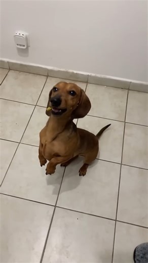 Dog first time eating lemon! | Stormi Maya