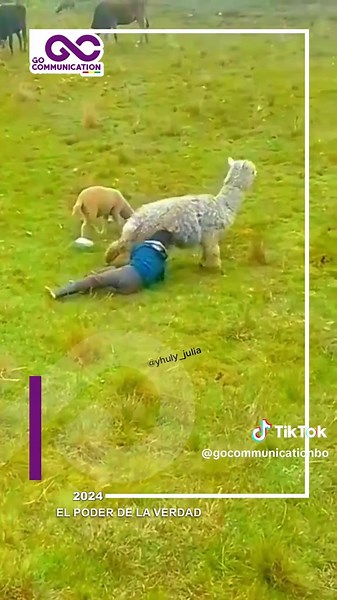 Jugar con alpaquita en el campo de Bolivia