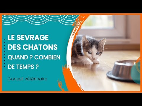 How to manage weaning a kitten? (veterinary advice)