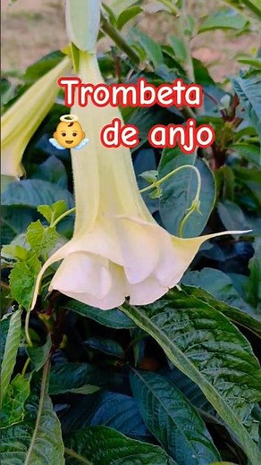 TROMBETA DE ANJO / PLANTA UTILIZADA PARA FINS MEDICINAIS #plantas #flowers #nature #saude