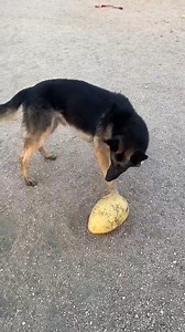 4.5K views · 94 reactions | Good boy, Howie! Want to meet this handsome gent? We're open daily from noon-6pm at 1855 SE Inner Loop. Walk-ins are welcome. We hope to see you very soon! | Williamson County Regional Animal Shelter | Facebook