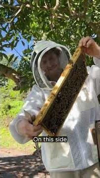 What's on a brood frame?