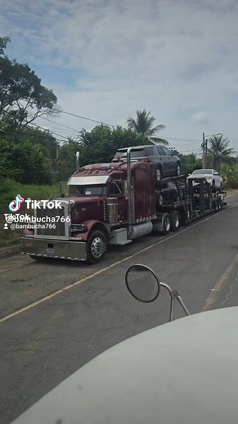 Videos de bambucha🇸🇻🐢🇬🇹 (@bambucha766) con “sonido original - bambucha🇸🇻🐢🇬🇹”