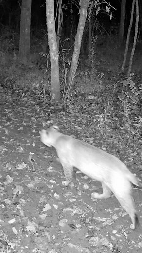 CLOSE ENCOUNTER WITH A BOBCAT 😲 | Nature Short Video #shorts
