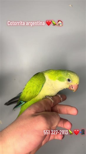 #agradecido #birds #parrot #amazon #babylove @Dyland_Exo_Bird_NJ