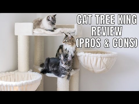Cat Tree King Review (Pros & Cons)