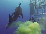 Hilarious moment great white shark POOPS on scuba divers