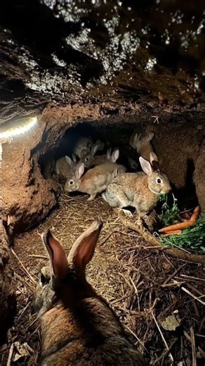 What’s Inside a Rabbit Burrow? 🐰 POV