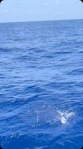 Mahi action on the Poppa Wahoo at the Ladies, let’s go fishing screamin reels tournament | Ladies, Let's Go Fishing!