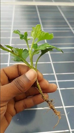 How to propagate Chrysanthemum by cuttings