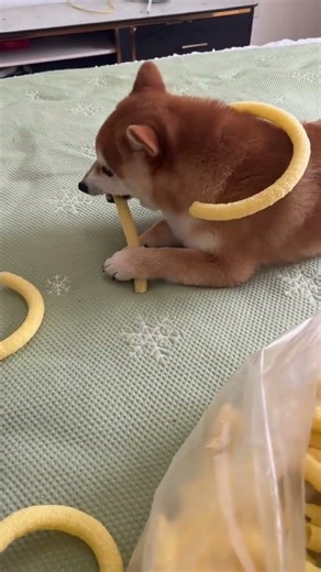 A funny video of Shiba Inu eating rice flower with a puppy#Funny pet videos#Dog toy intera