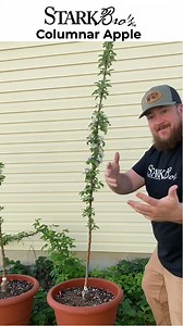 4K views · 56 reactions | You asked! Here's the update on these amazing columnar apple trees! #fruittrees #urbanappletrees #columnarfruittrees #containergardening #pottedfruits | Stark Bro's Nurseries | Facebook
