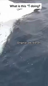 41K views · 1.1K reactions | Insert the Microsoft Windows shutdown sound #naturelovers #naturelover#ProtectOurAnimals #question #animalsanctuary #storytime #fb #FelineFriends #wholesome #viralvideoシ #facebookviral #wildbeauty #FacebookPage #creaturecomforts #fyp #truestory #viral #SafariAdventures #viralvideo #animals #intothewild #Reels #Trending #up #shark#nature#learnontiktok#funfacts #DidYouKnow | adamw | Facebook