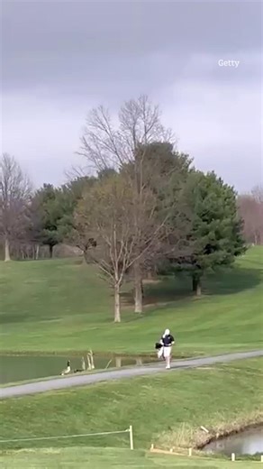 Defensive goose forces man running back into golf course pond | Home and Garden - The US Sun | Facebook