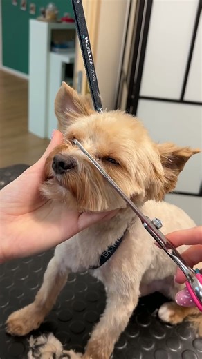 Biewer yorkie gets a fresh short cut!🐶
