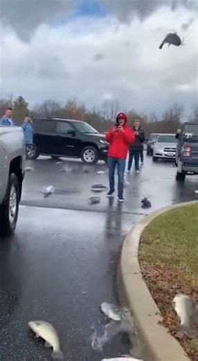 Fish Rain Over Branson During Cold Front — Residents of Branson witnessed a surreal spectacle as dozens of catfish and bass dropped from the sky during a passing cold front in the Ozarks. Shocked drivers pulled over, filming fish splattering across parking lots and bouncing on roads near Table Rock Lake. Crowds gathered in disbelief, pointing at the sky as more fish rained down. The bizarre weather phenomenon left locals stunned and footage quickly went viral worldwide. #FishRain #BransonOzarks 