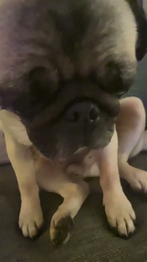 Revenge on my owner for scaring me!!! 🤣#pug #viral #pets