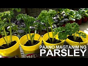 GROWING PARSLEY IN CONTAINERS