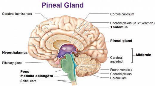 Keros types in CT Sinuses: Surgical Issues
