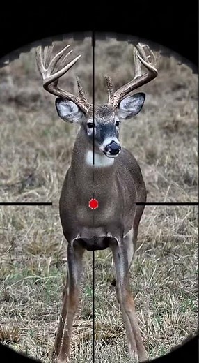 Red Deer Shooting!