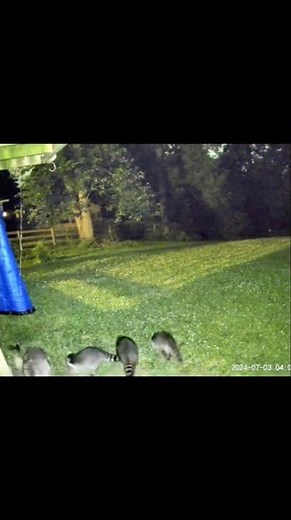 When my backyard was full of baby raccoons 🦝🥹❤️
