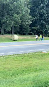 A little game of chicken with traffic (Via @mmcattleandhay/TikTok) | Slap Dicks Cattle Co.