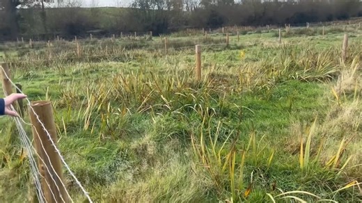 Glyn Egan (aka Sheep Shepherd) talks to Conor Daly from The Forestry Company about the growing interest in agroforestry across Ireland. Conor explains how farmers can integrate trees with livestock farming, the grants available, and how agroforestry can improve land use, animal welfare, and long-term income. Glyn also talks to Michael Gleeson, an organic farmer, who shares why he chose agroforestry for his farm and how it enables him to continue farming while reaping environmental and financial 