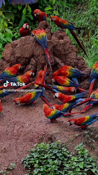 Witness Macaw Spectacle at Peru's Colorado Clay Lick