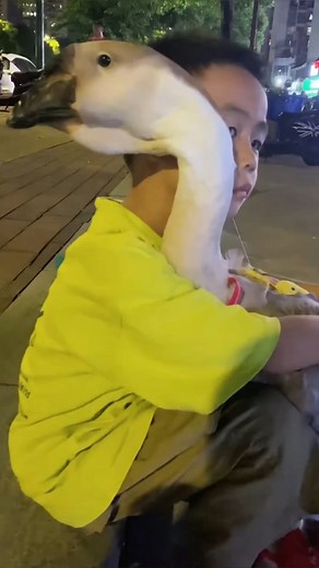 Geese to be slaughtered become pets #animals #love #shorts | Paws Life