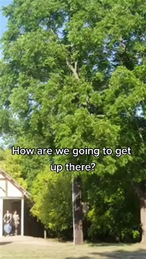 That turtle defies the odds! #trending #fyp #viral #funny #turtles | turtles